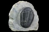 Pedinopariops Trilobite - Mrakib, Morocco #125199-1